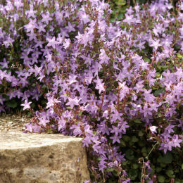 Bellflower, Violet Wall
